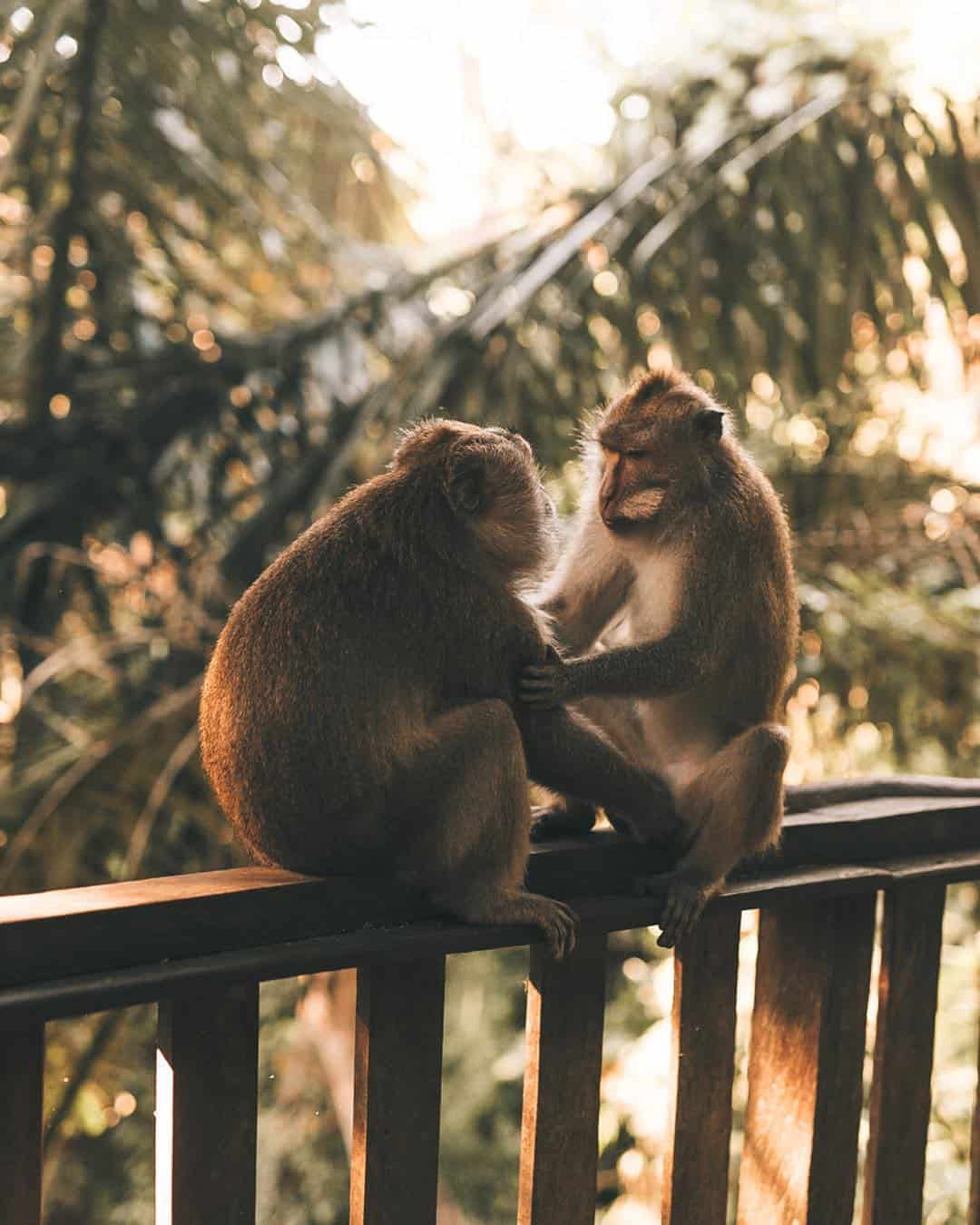 Best Things To Do In Bali And Places To Visit in Bali 5 Best Things To Do In Bali And Places To Visit in Bali, Moneky forest, Kecak dance, Ubud itinerary