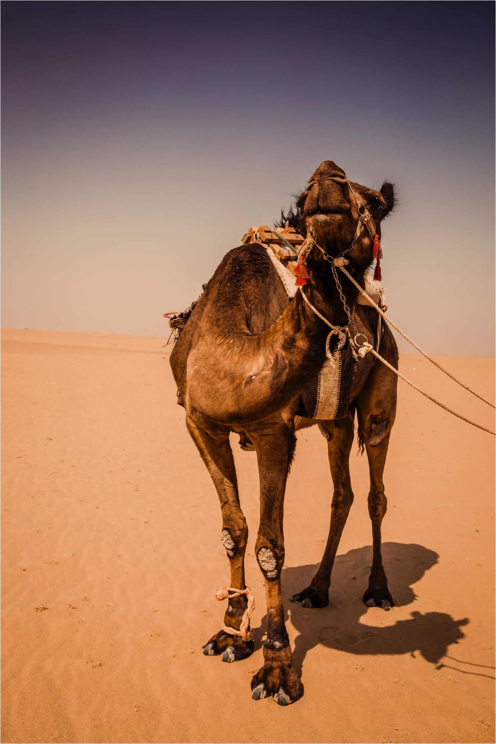 kuwait sim card for tourist, sim card kuwait, kuwait sim card, kuwait tourist sim card, kuwait prepaid sim card,