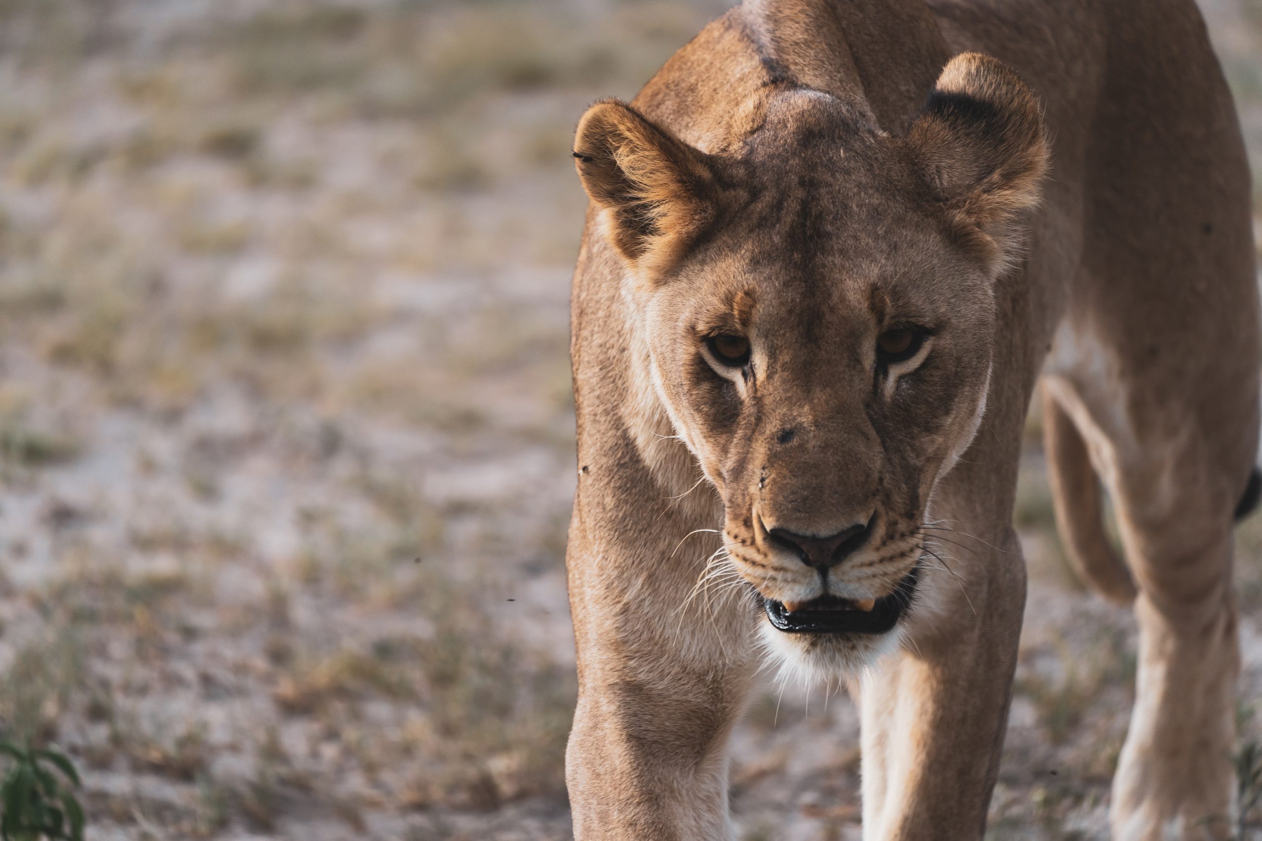 best tourist sim card Namibia, Namibia sim card for tourists, best sim card for Namibia, Namibia prepaid sim card, Namibia sim card for tourist, tourist sim card Namibia, tanzania sim Namibia, sim card Namibia, prepaid sim card Namibia, Namibia tourist sim card, sim card in Namibia, namibia prepaid sim card