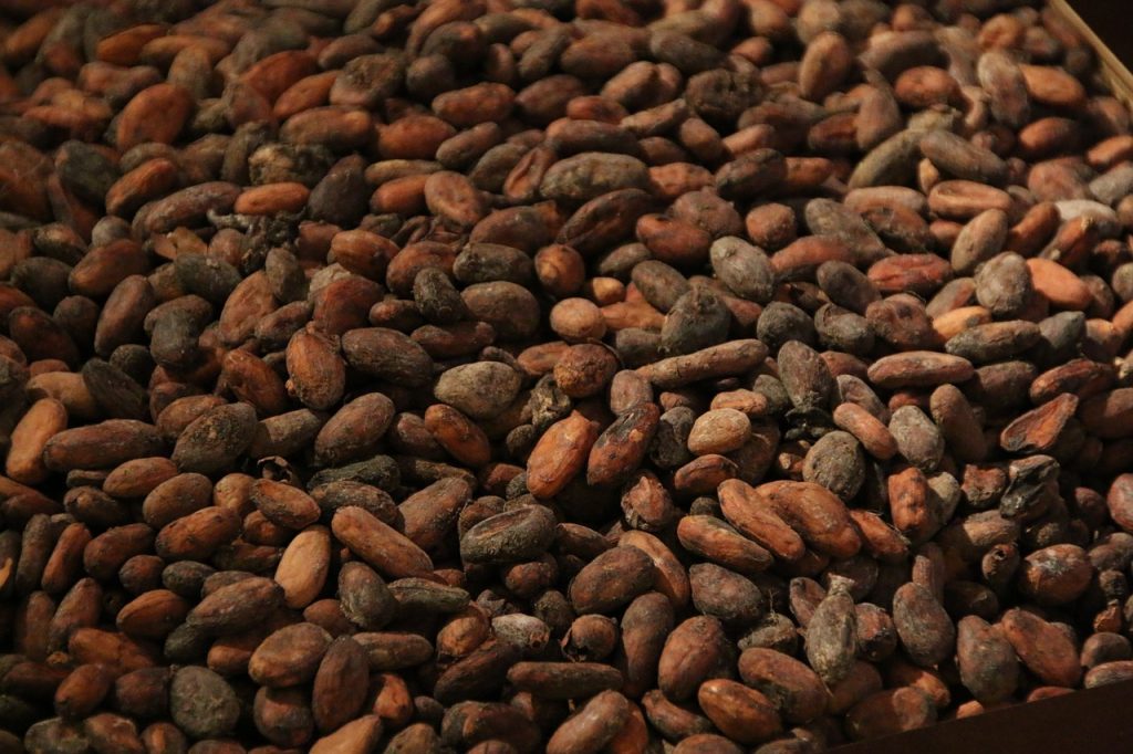 40 Ecuador Travel Tips And Things To Know Before Visiting Ecuador 15 Cacao in Ecuador