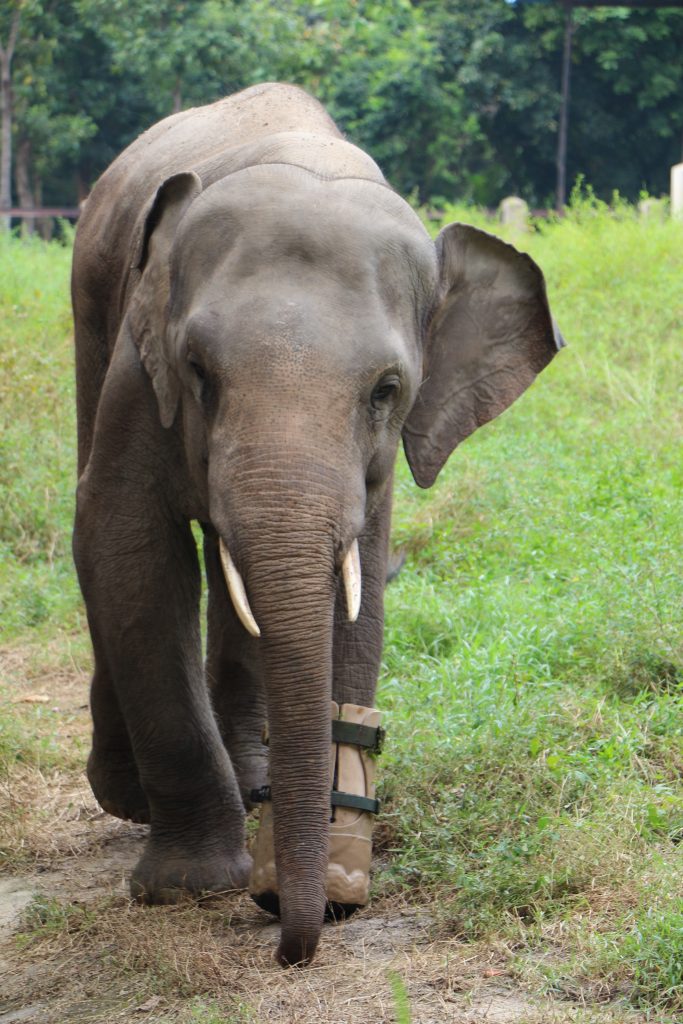 40 Cambodia Travel Tips And Things To Know Before Visiting Cambodia For First Timers 13 Cambodia travel tips, things to know before visiting Cambodia, facts about Cambodia, don't ride elephants in Cambodia
