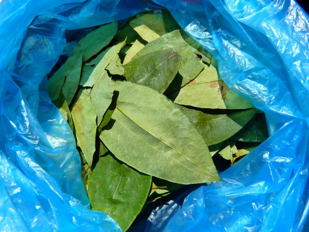 40 Ecuador Travel Tips And Things To Know Before Visiting Ecuador 16 Coca Leaves