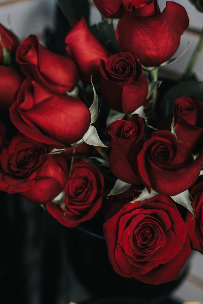 40 Ecuador Travel Tips And Things To Know Before Visiting Ecuador 17 Roses in Ecuador,
