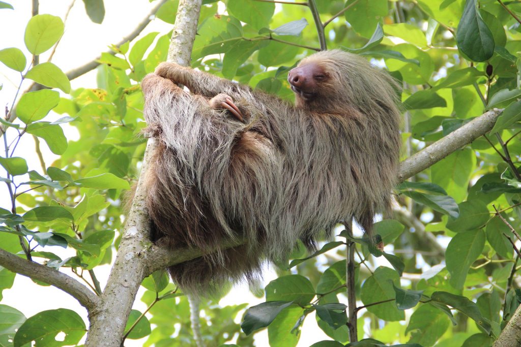 Costa Rica travel tips, things to know before visiting Costa Rica, facts about Costa Rica, Wildlife Costa Rica