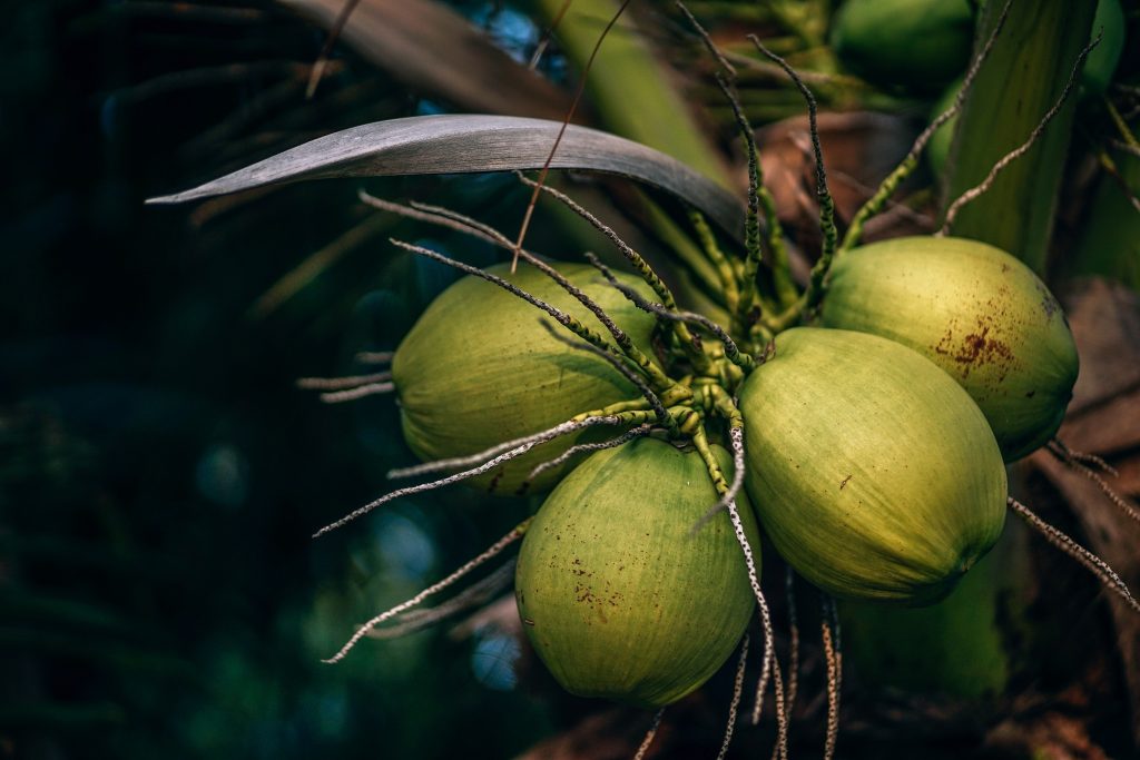 Bahamas Travel Tips, things to know before visiting Bahamas, facts about Bahamas, Coconut