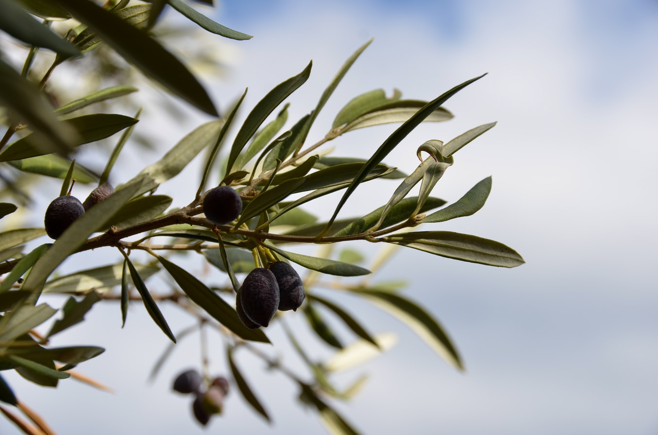 Best Greek Food: Best 40 Greek Dishes And Food in Greece To Try 6 Greek olives, Greek Food, Greek Dishes, Greek cuisine, Food in Greece, traditional food in Greece, Greece desserts, Greece drinks