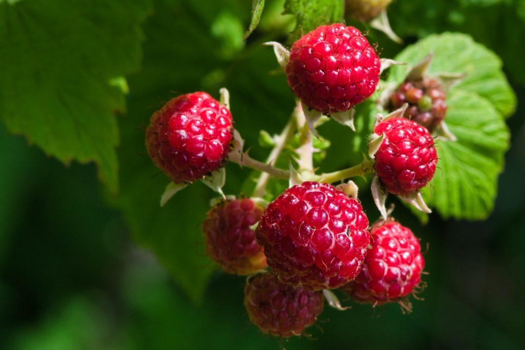 Serbia Travel Tips, things to know before visiting Serbia, facts about Serbia, Raspberries