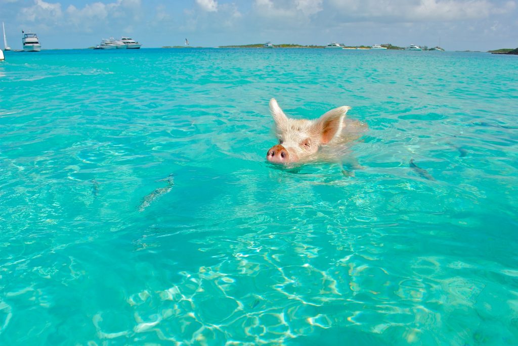 35 Things To Know Before Visiting Bahamas - Bahamas Travel Tips For First Timers 8 Bahamas Travel Tips, things to know before visiting Bahamas, facts about Bahamas, Swimming With The Pigs in Bahamas