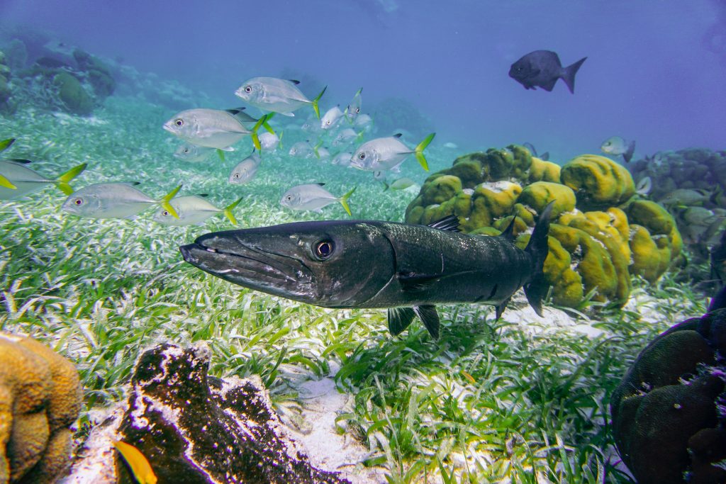 Belize Travel Tips, things to know before visiting Belize, facts about Belize, tours and entrance fees in Belize