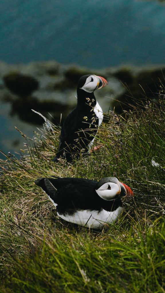 35 Things To Know Before Visiting Iceland And Iceland Travel Tips For First Timers 22 Iceland Travel Tips, things to know before visiting Iceland, facts about Iceland, wildlife in Iceland