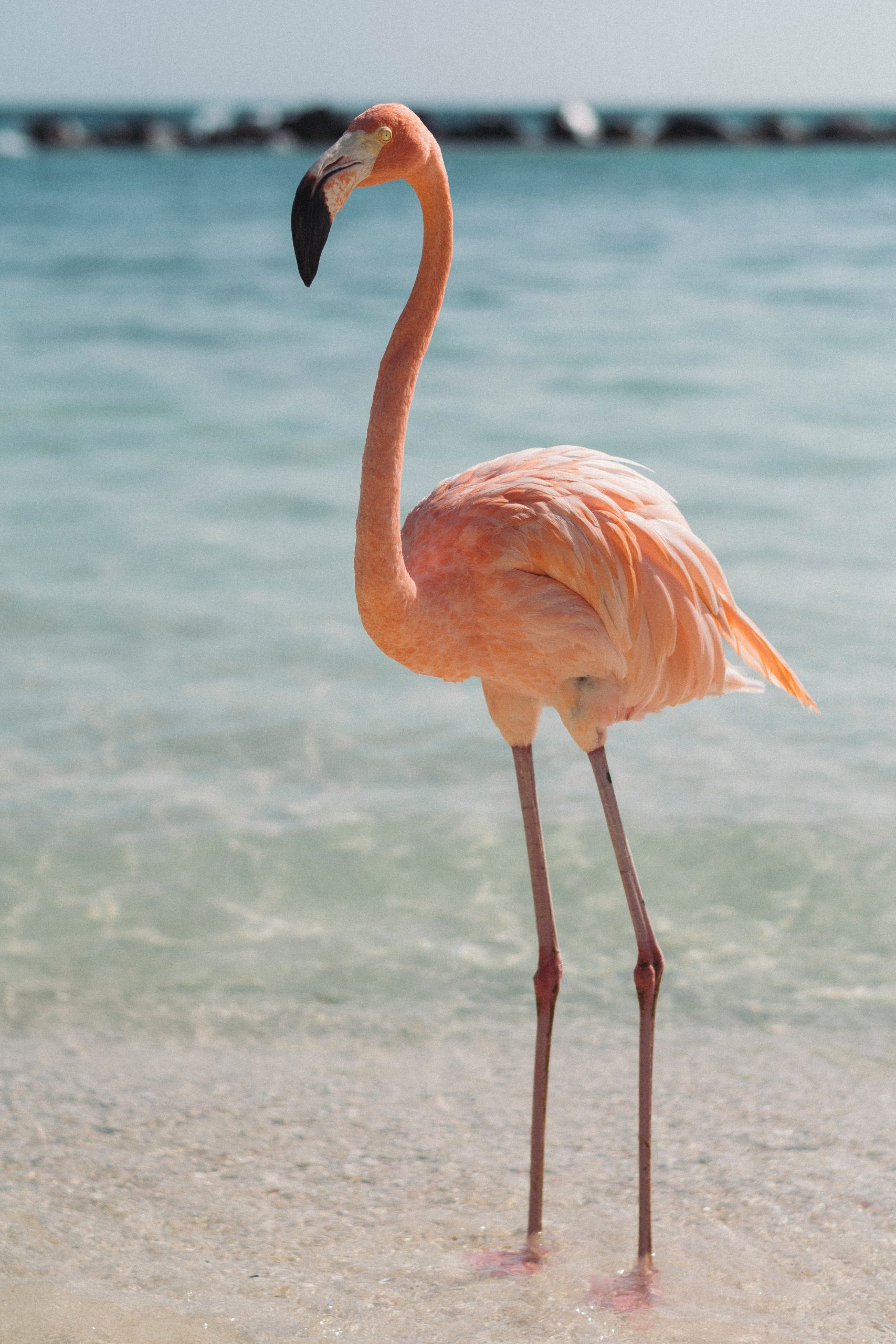 Digicel Aruba sim card, Setar Aruba sim card, best tourist sim card Aruba, Aruba sim card for tourists, best sim card for Aruba, Aruba prepaid sim card, Aruba sim card for tourist, tourist sim card Aruba, prepaid sim card Aruba, Aruba tourist sim card, sim card in Aruba, sim card Aruba, Aruba prepaid sim card, Aruba sim card airport, Aruba sim card, Aruba prepaid sim card,