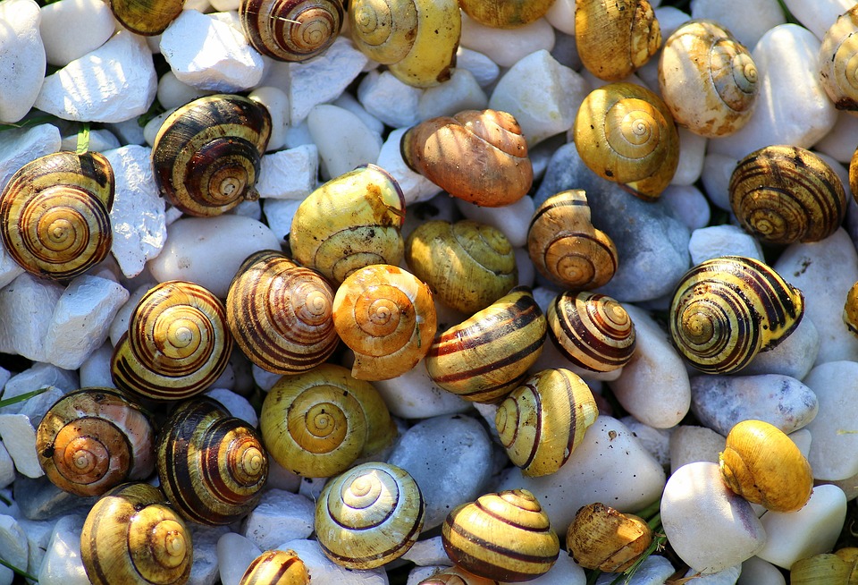 Why Portuguese Food Might Be Europe’s Most Underrated Cuisine: The Best Portuguese Foods Every Traveler Should Try 19 Caracóis, Portuguese Food, Portuguese cuisine, traditional Portuguese food, food in Portugal, Portuguese dishes