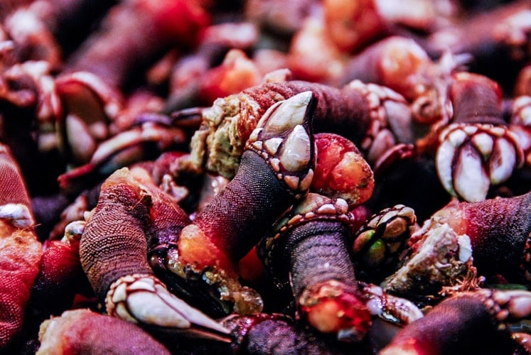 Percebes, Spanish Food, spanish cuisine, traditional spanish food, food in Spain, Spanish dishes