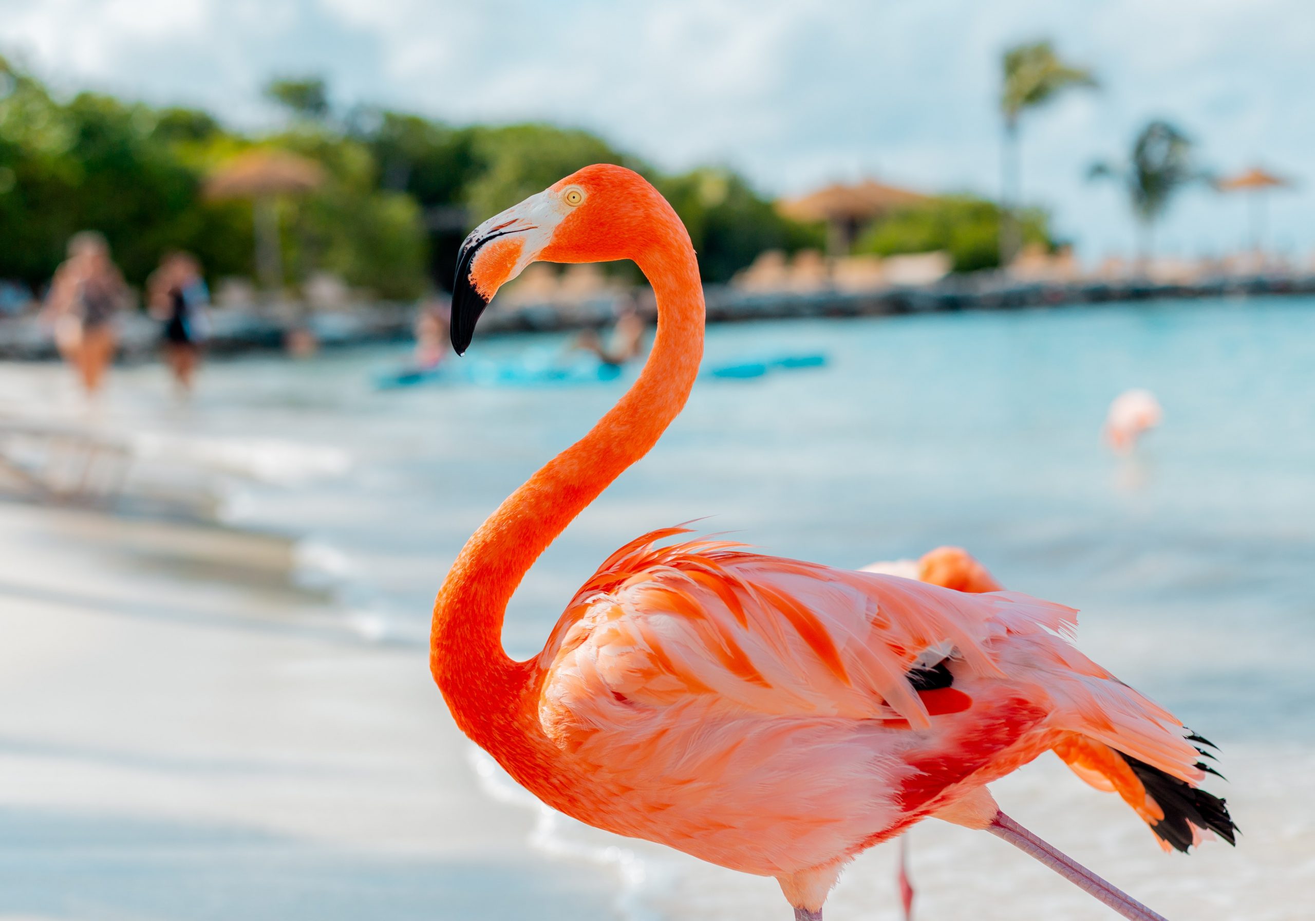 aruba packing list, what to wear in aruba, what to pack for aruba