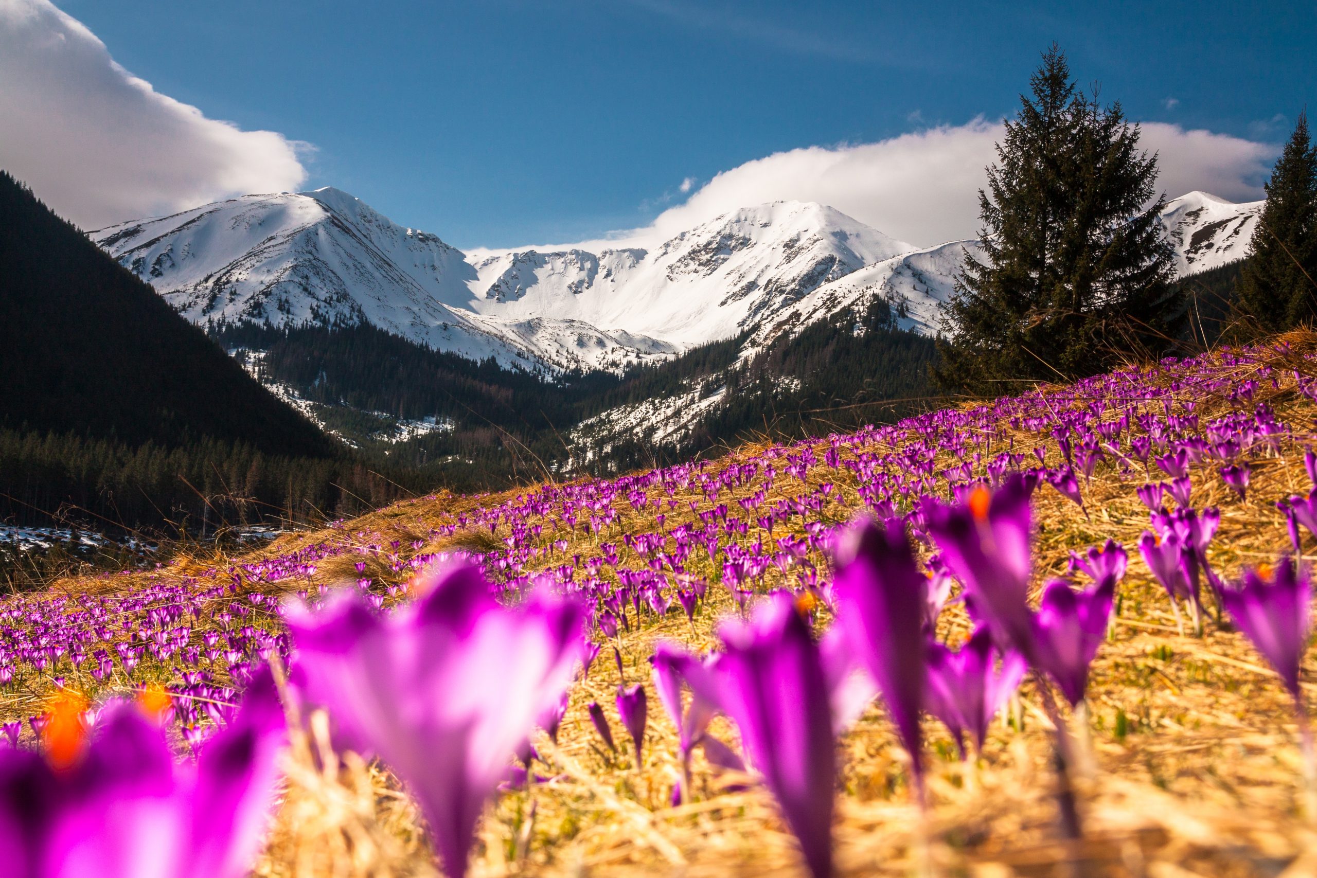 Crocus field in Kiry Poland
