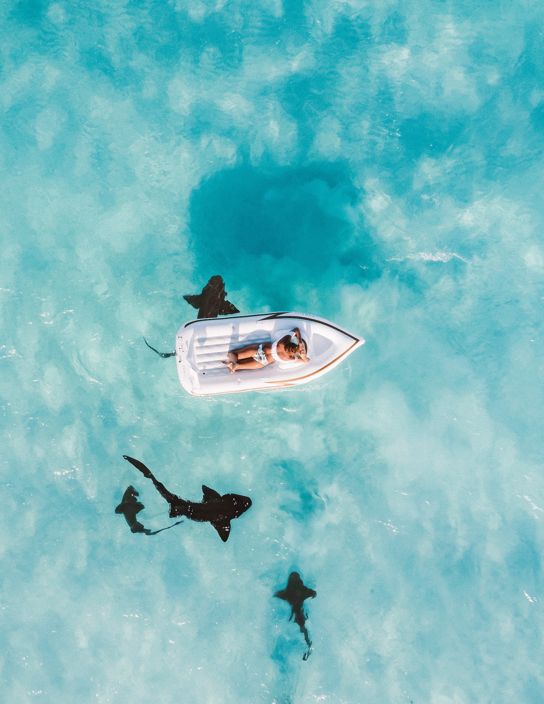 Comparison Aruba vs Bahamas - Which One Is Better Vacation? 19 NURSE SHARKS OF COMPASS CAY - Aruba vs Bahamas