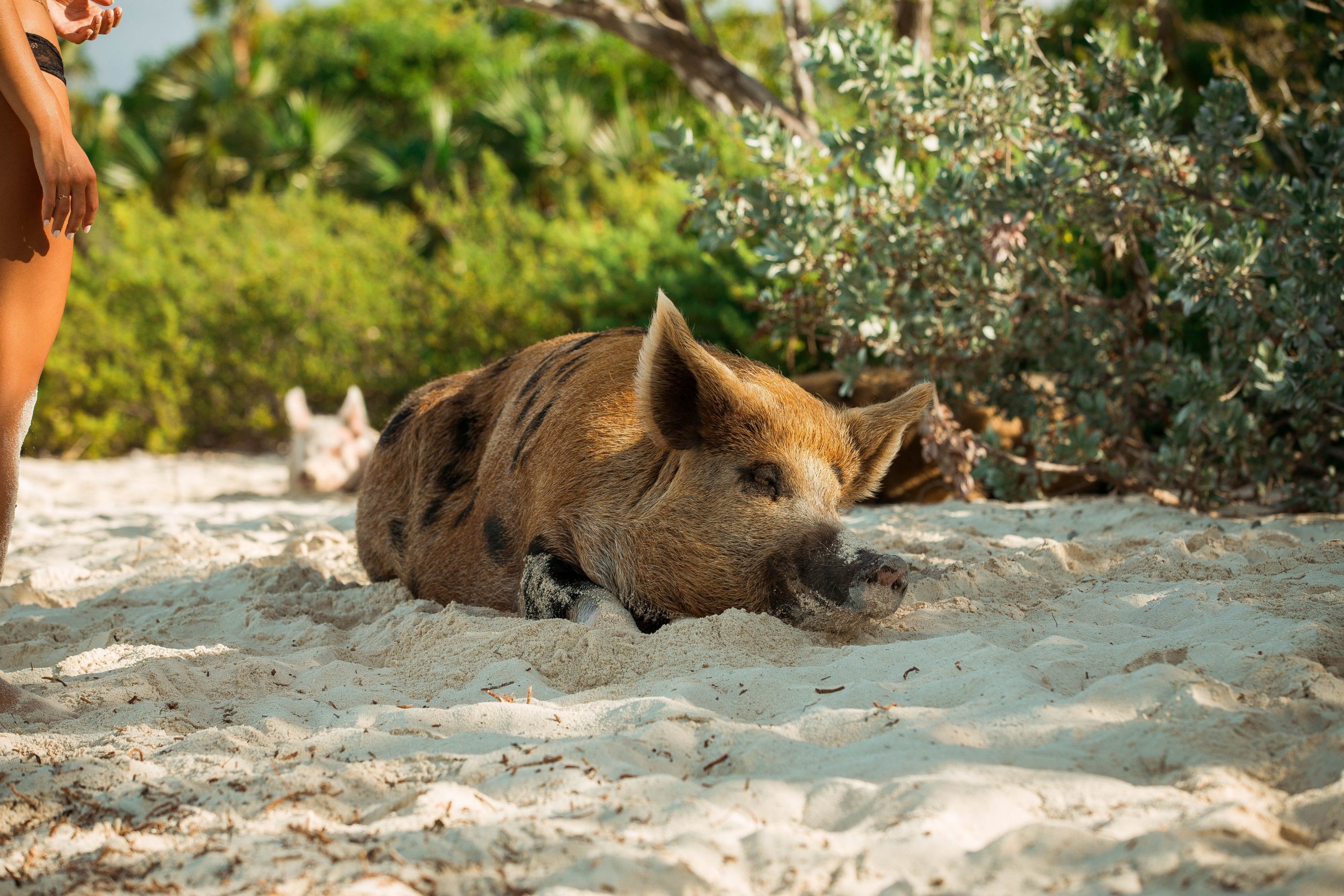 Comparison Aruba vs Bahamas - Which One Is Better Vacation? 22 Pig Beach in the Bahamas