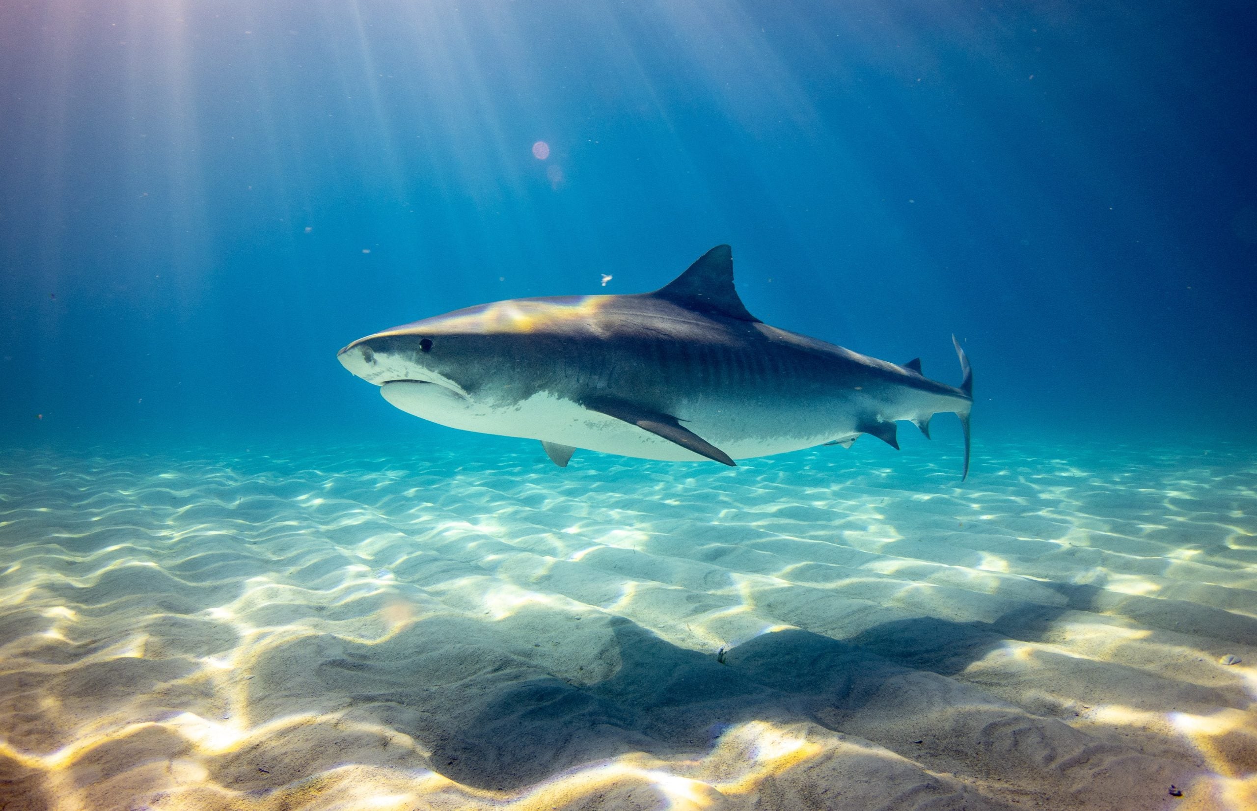 Comparison Aruba vs Bahamas - Which One Is Better Vacation? 26 Tiger Shark in the Bahamas scaled