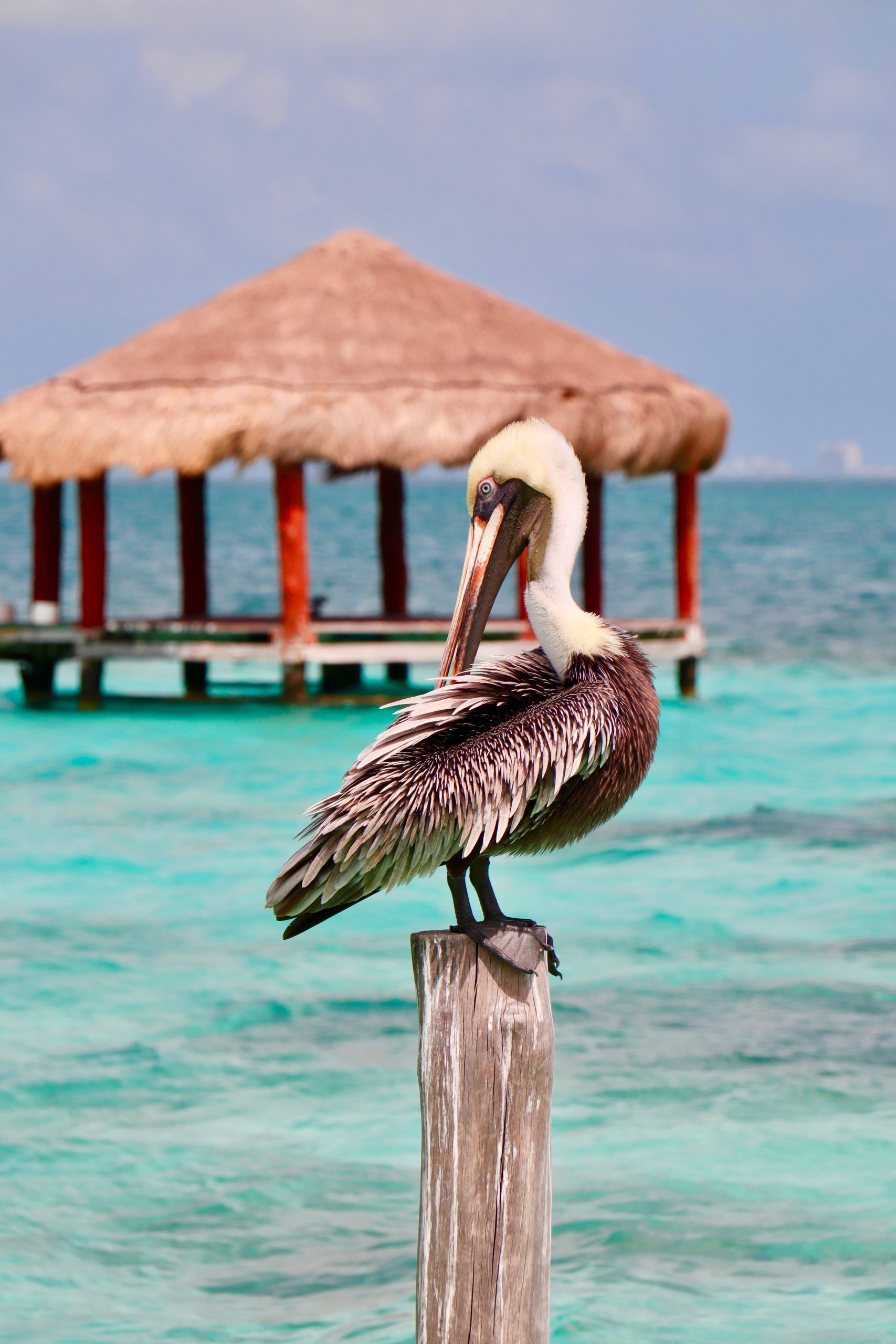 How To Get From Cancun Airport To Puerto Morelos Best Way 4 How To Get From Cancun Airport To Puerto Morelos - All Possible Ways, cheapest way from Cancun airport to Puerto Morelos, Cancun airport to Puerto Morelos, Cancun Airport Bus, Cancun Airport Bus to Puerto Morelos, from Cancun to Morelos