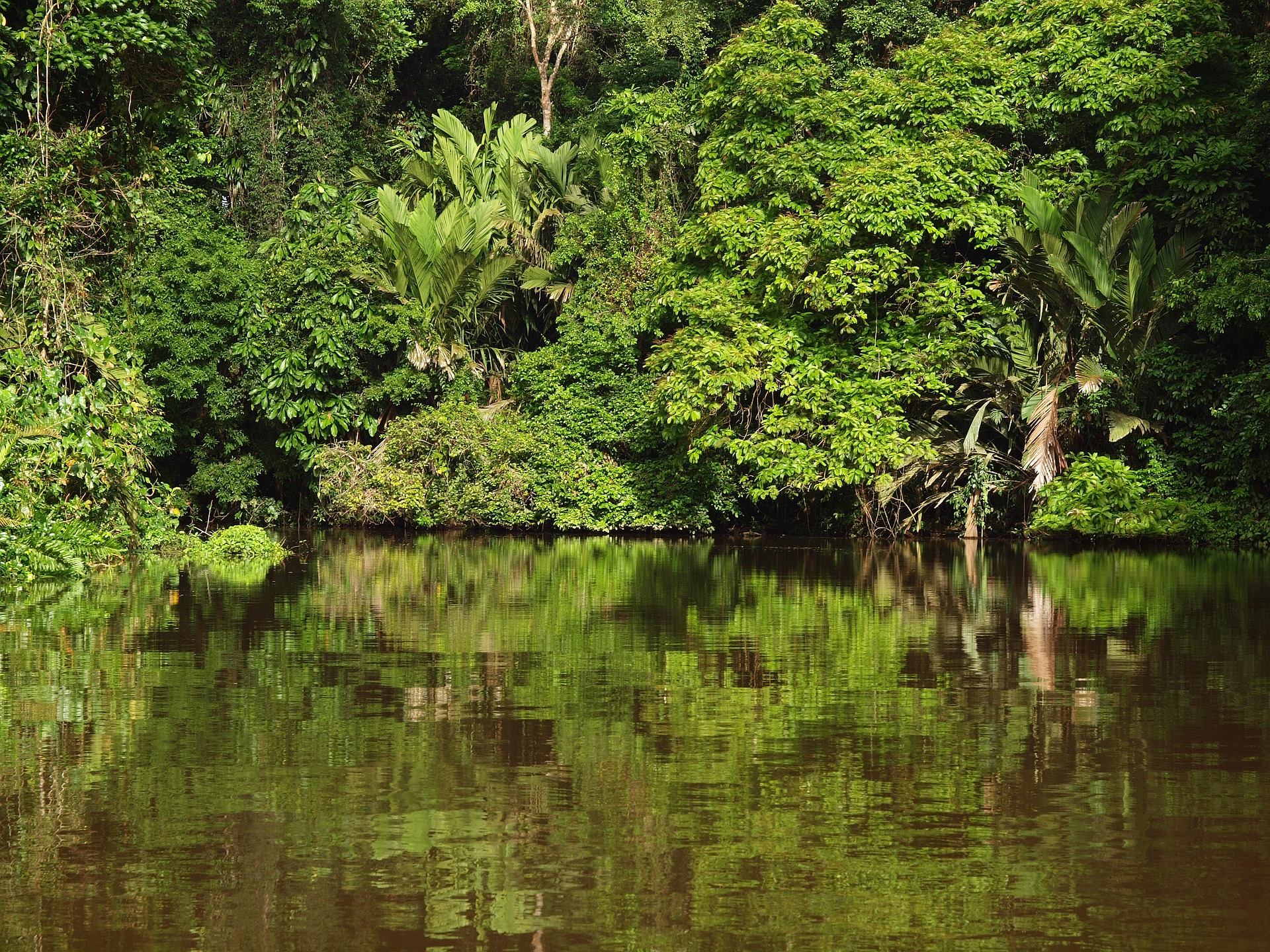 How To Get From San Jose Airport to Tortuguero - All Possible Ways, cheapest way from San Jose Airport to Tortuguero, San Jose Airport to Tortuguero, San Jose Costa Rica Airport to Tortuguero, San Jose to Tortuguero, san jose costa rica to Tortuguero, san jose to Tortuguero bus, san jose airport to Tortuguero National Park, san jose to Tortuguero National Park