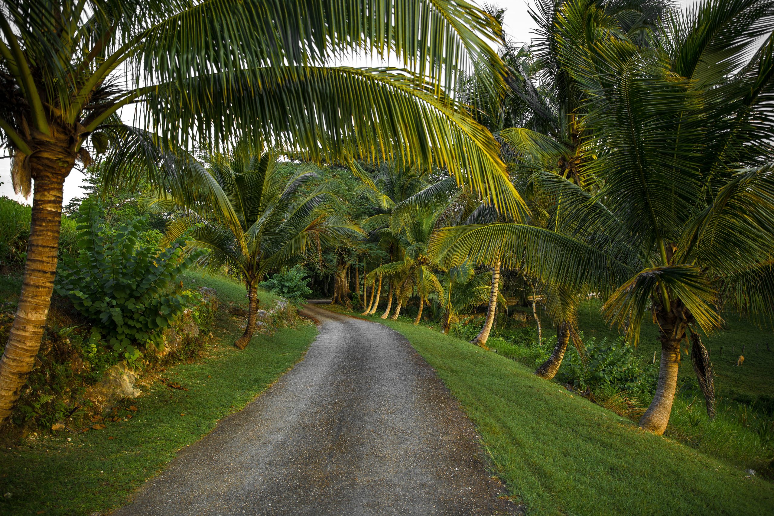 How To Get From Kingston Airport To Mandeville - All Possible Ways, cheapest way from Kingston airport to Mandeville, cheapest way from Kingston airport to Mandeville, Kingston airport to Mandeville, Kingston Bus Airport to Mandeville, shuttle bus Kingston airport to Mandeville, TAXI Kingston airport to Mandeville, KNUTSFORD EXPRESS KINGSTON AIRPORT TO MANDEVILLE