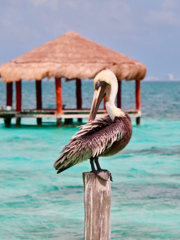 How To Get From Tulum to Puerto Morelos - All Possible Ways, cheapest way from Tulum to Puerto Morelos, Tulum to Puerto Morelos, ado bus Tulum to Puerto Morelos, shared van Tulum to Puerto Morelos, Colectivo Tulum to Puerto Morelos, Uber from Tulum to Puerto Morelos, taxi from Tulum to Puerto Morelos