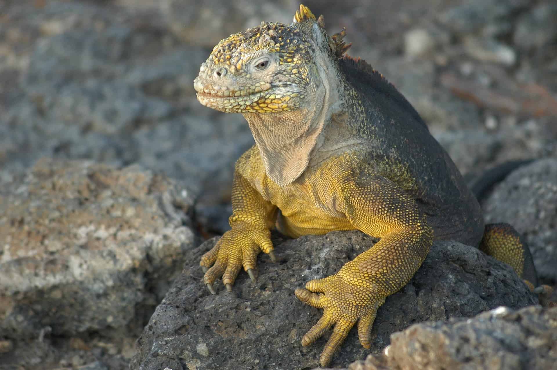 10 Most Popular Bucket List Adventures Around The World, Romantic Getaway: Reasons Why You Should Book A Galapagos Cruise With Your Partner