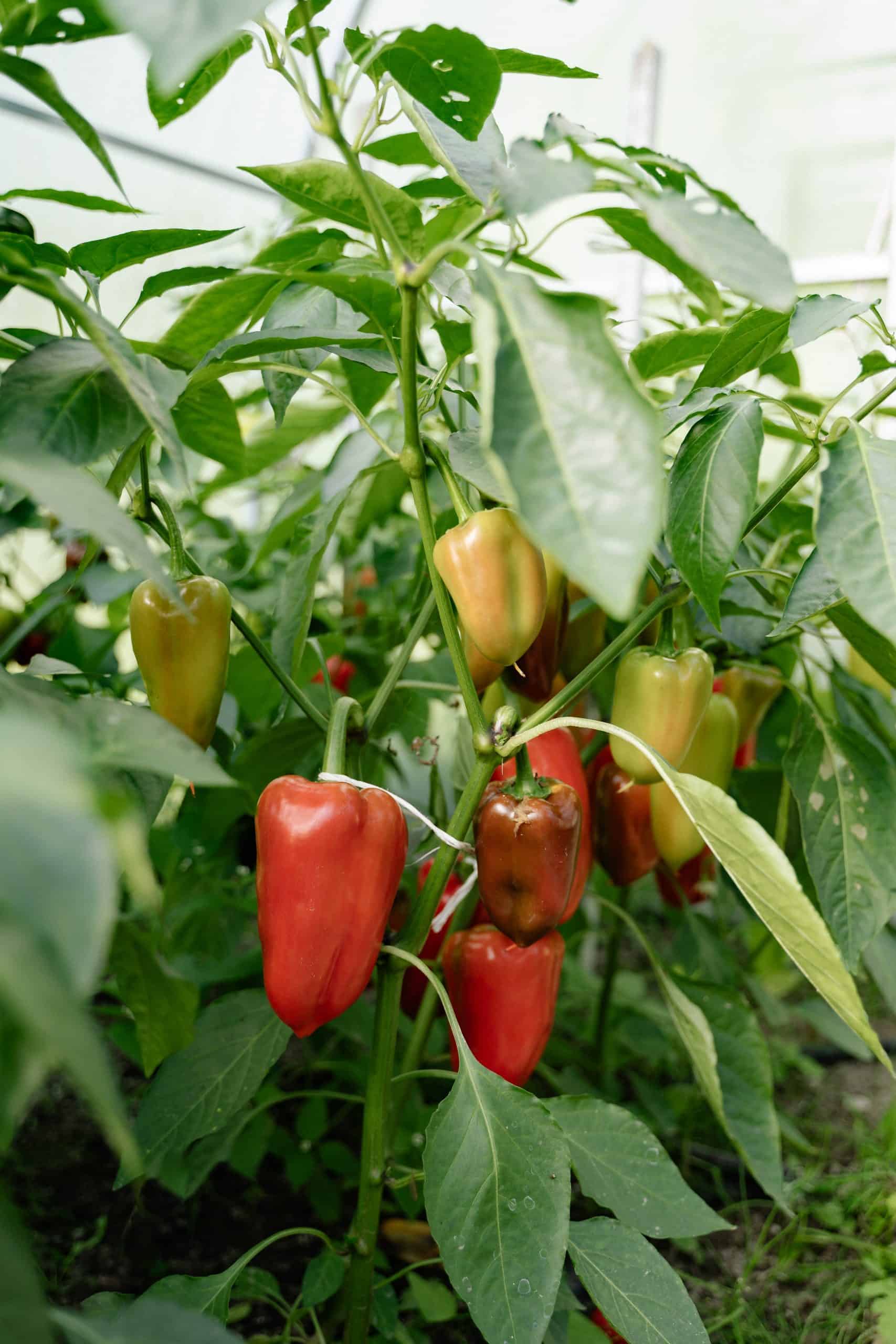 Vegetarian Food In Spain - 50 Best Spanish Vegetarian Dishes And Vegan Food In Spain 7 Pimientos Asados - vegetarian food in Spain, vegan food in Spain, Spainish vegetarian dishes, vegan in Spain, vegetarian in Spain, plant based food in Spain