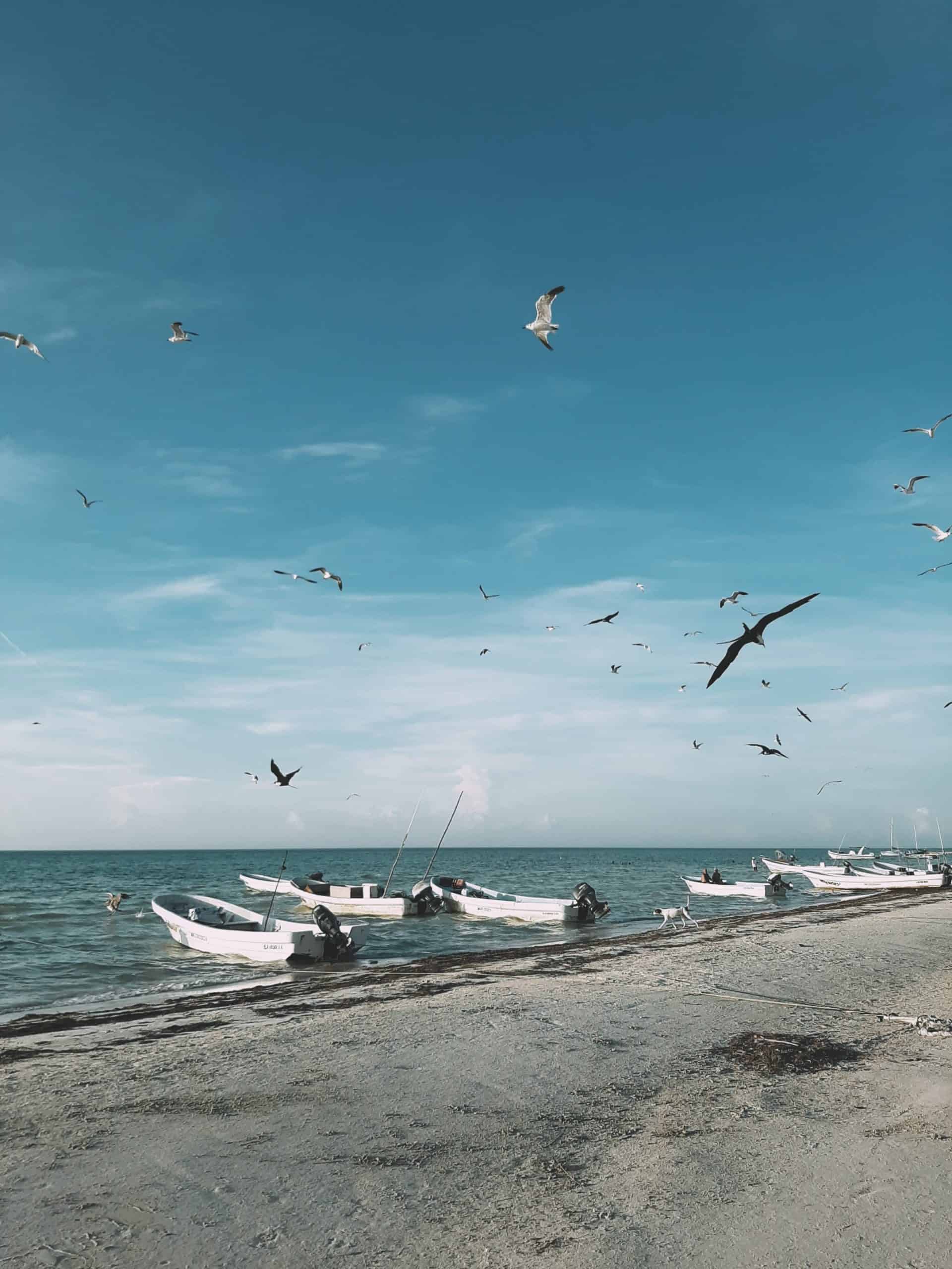 Comparison Holbox vs Tulum: Is Holbox Really the Better Trip? 5 Holbox vs Isla Mujeres - Which One is Worth Visiting