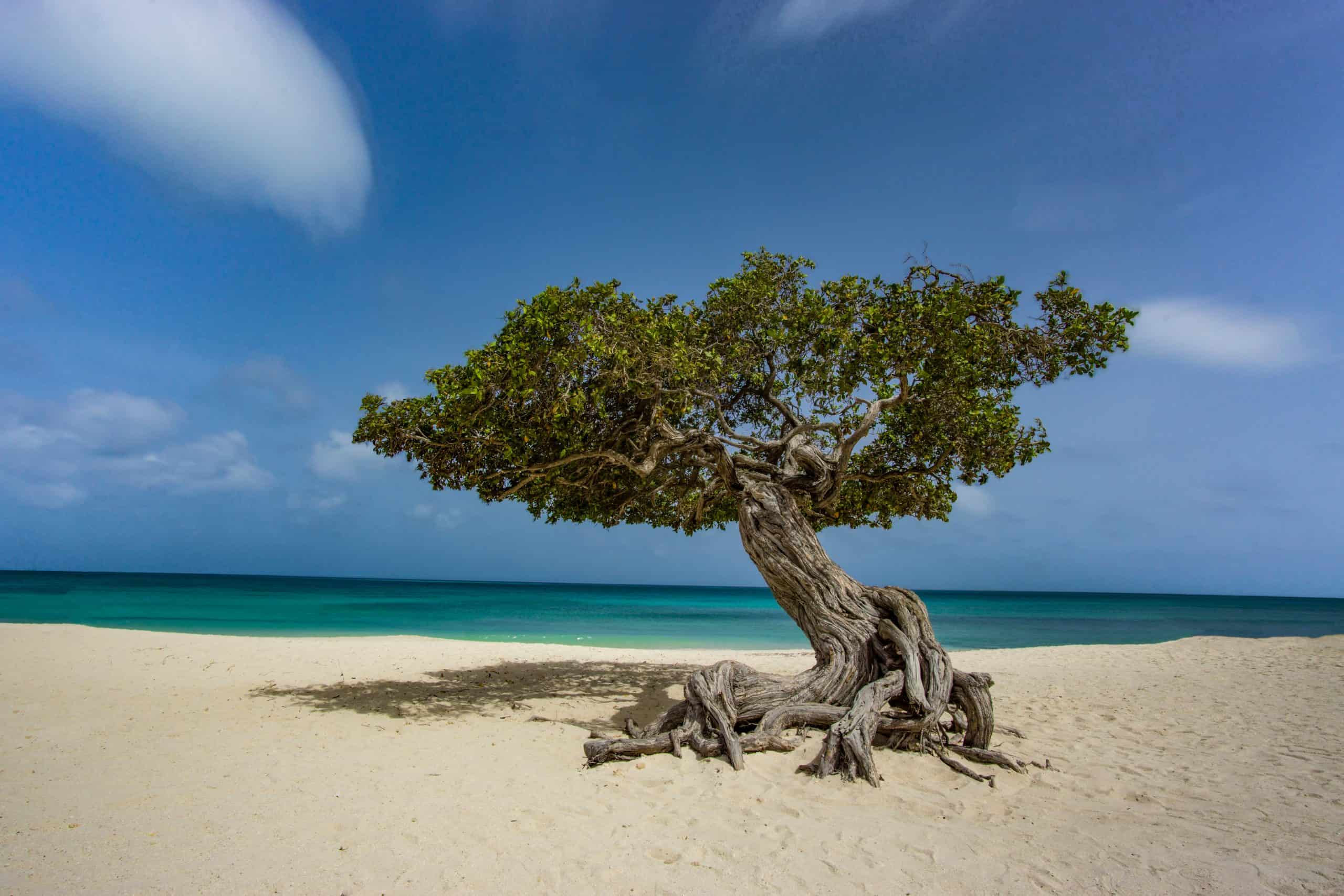 Barbados vs Aruba - Is Barbados the Better Caribbean Trip?