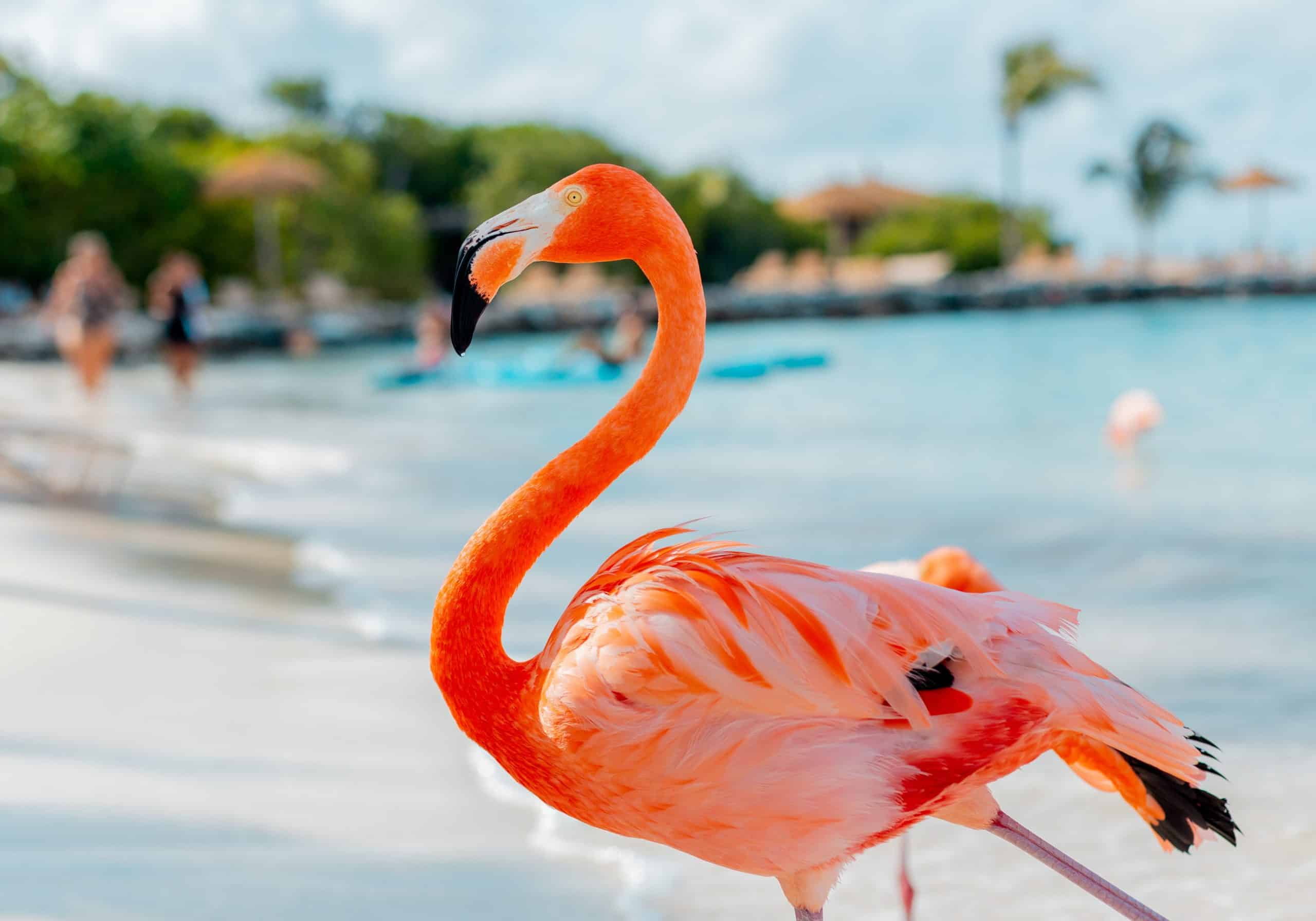 Flamingo Island, Renaissance Island in Aruba , Barbados vs Aruba - Is Barbados the Better Caribbean Trip?