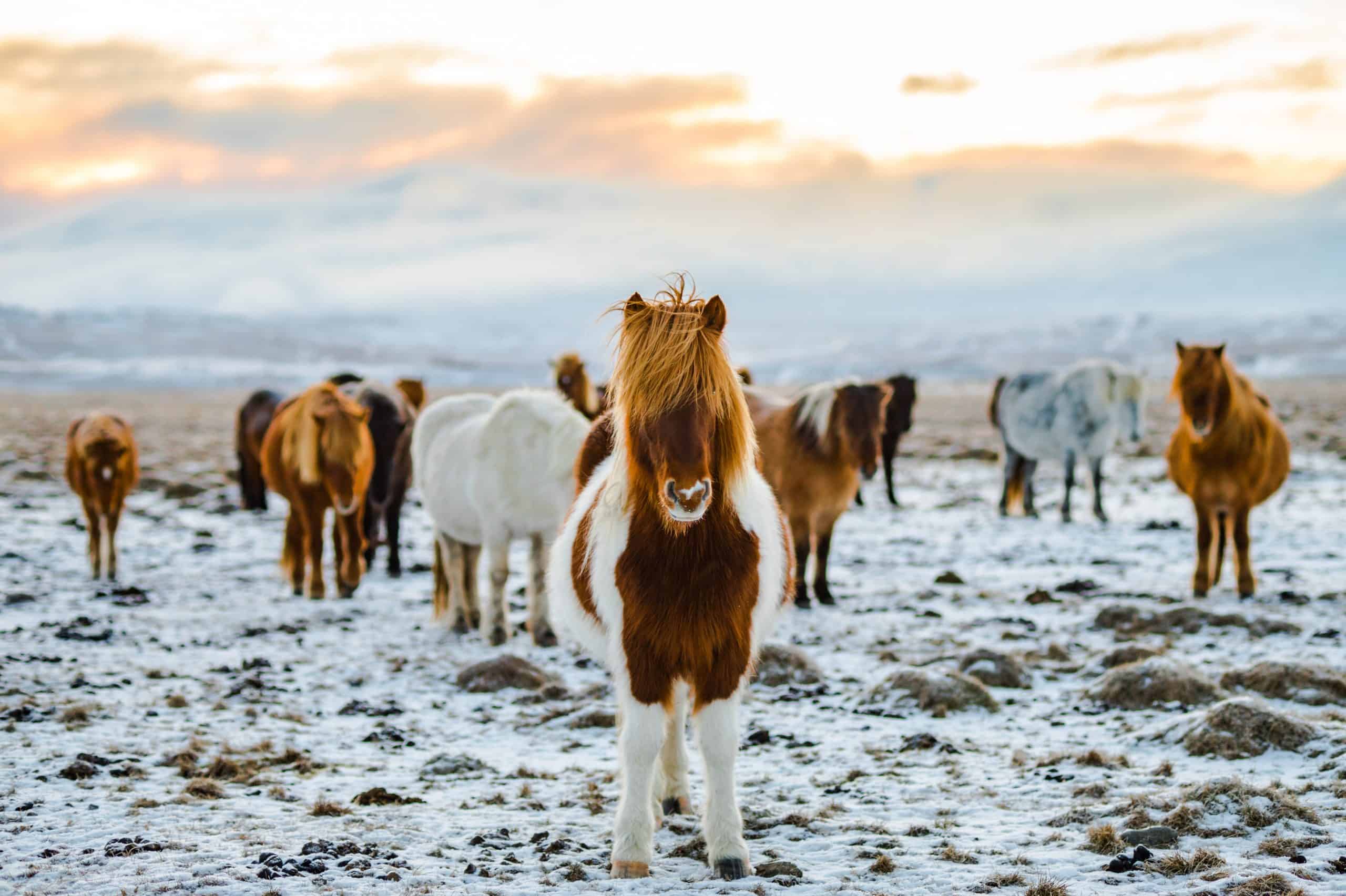 20 Common Mistakes to Avoid in Iceland For Your Next Trip