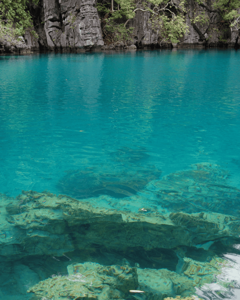 Barracuda Lake Diving Underwater Tours Coron Philippines Gamintraveler 3