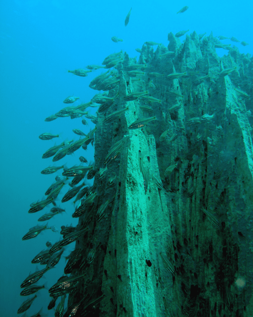 Barracuda Lake Diving Underwater Tours Coron Philippines Gamintraveler