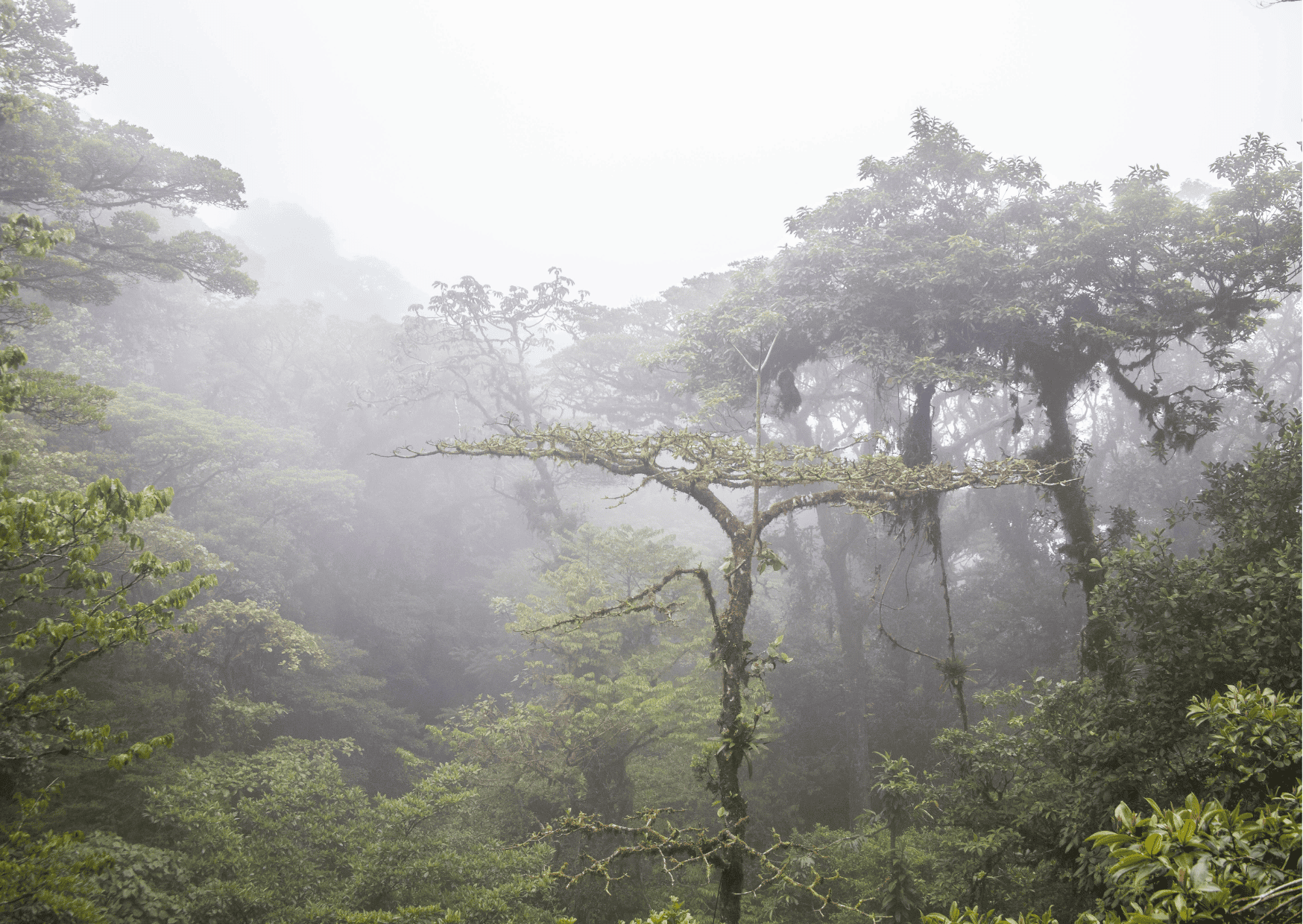 Monteverde Cloud Forest Reserve in Costa Rica - Costa Rica vs Bahamas, Bahamas vs Costa Rica