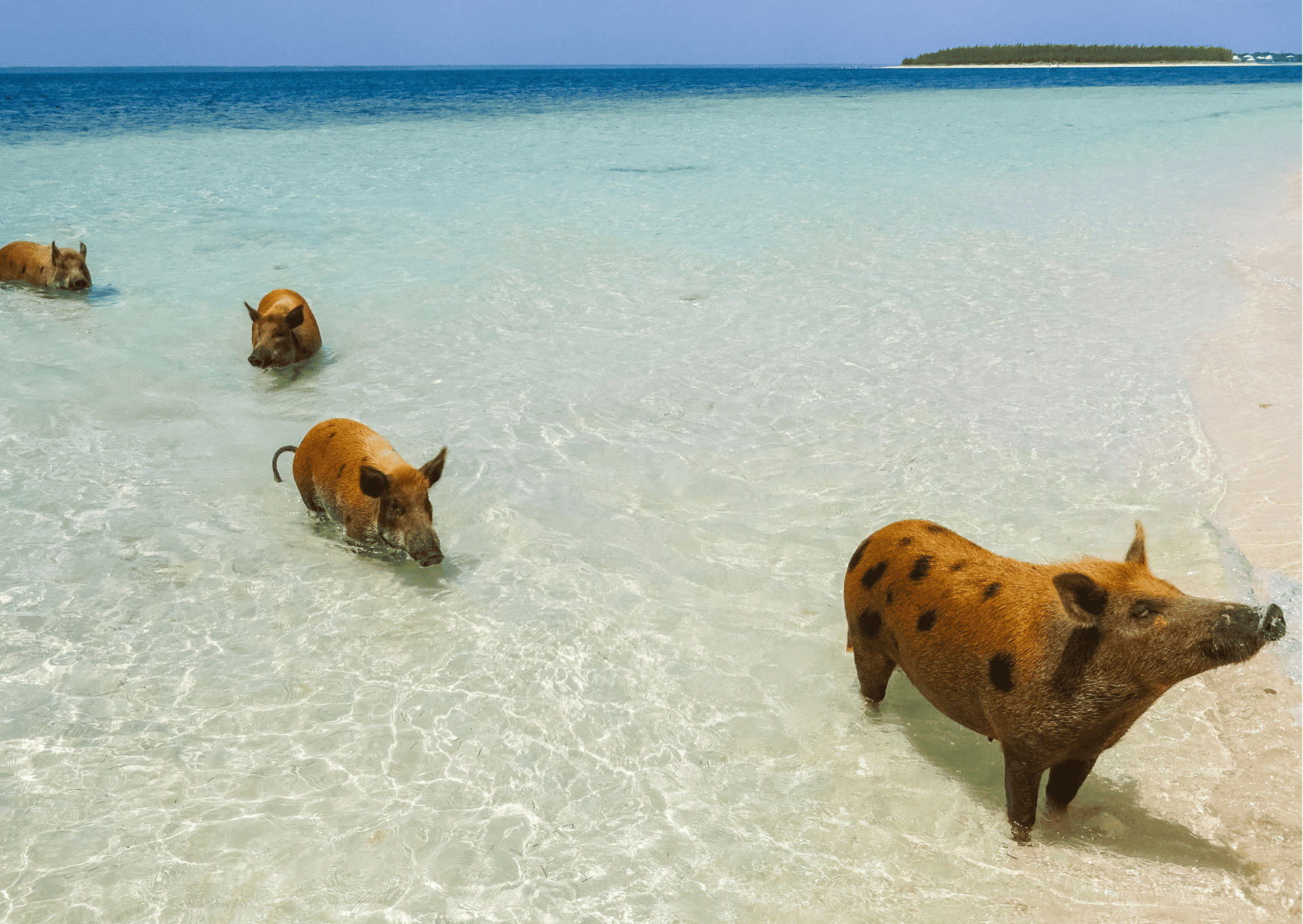 Don’t Do This in Bahamas: 20 Things Not to Do in Bahamas 1 Don’t Do This in Bahamas: 20 Things Not to Do in Bahamas, 12 Most Beautiful Caribbean Islands to Visit, Costa Rica vs Bahamas - Which is the Better Vacation?