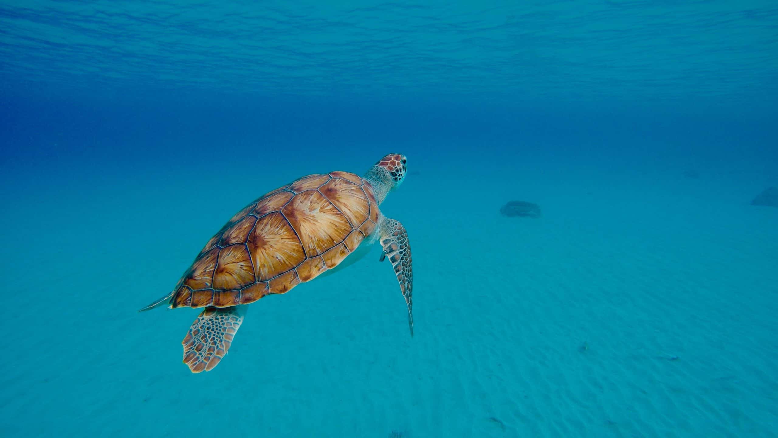 Playa Grandi Westpunt Curacao Aruba vs Curacao Gamintraveler scaled
