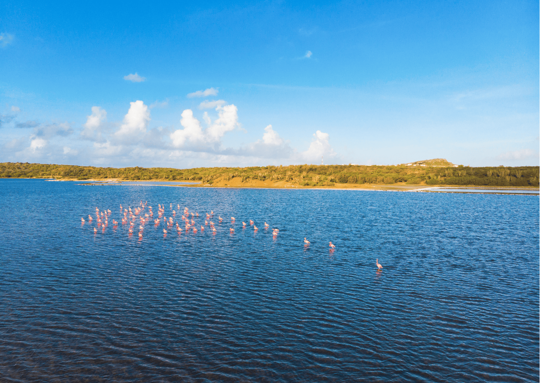 Flamingos in Curacao in Jan Thiel Bay, Best 7-Day Curacao Itinerary (Updated 2023): How Many Days in Curacao