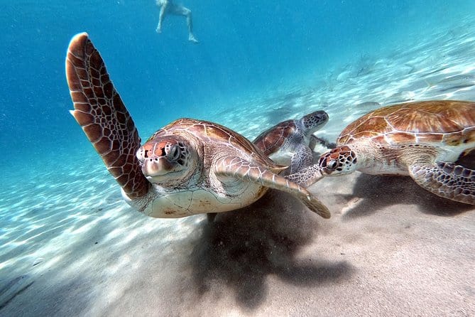 Perfect Day Tour Small Group Curacao