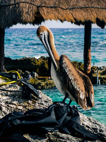 How To Get From Playa del Carmen To Chetumal By Bus - All Possible Ways, cheapest way from Playa del Carmen to Chetumal, Playa del Carmen To Chetumal, ado bus from Playa del Carmen To Chetumal, AU Autobuses unidos bus from Playa del Carmen To Chetumal, Mayab bus from Playa del Carmen to Chetumal, shared van from Playa del Carmen To Chetumal, Colectivo from Playa del Carmen To Chetumal, Uber from Playa del Carmen To Chetumal, taxi from Playa del Carmen To Chetumal