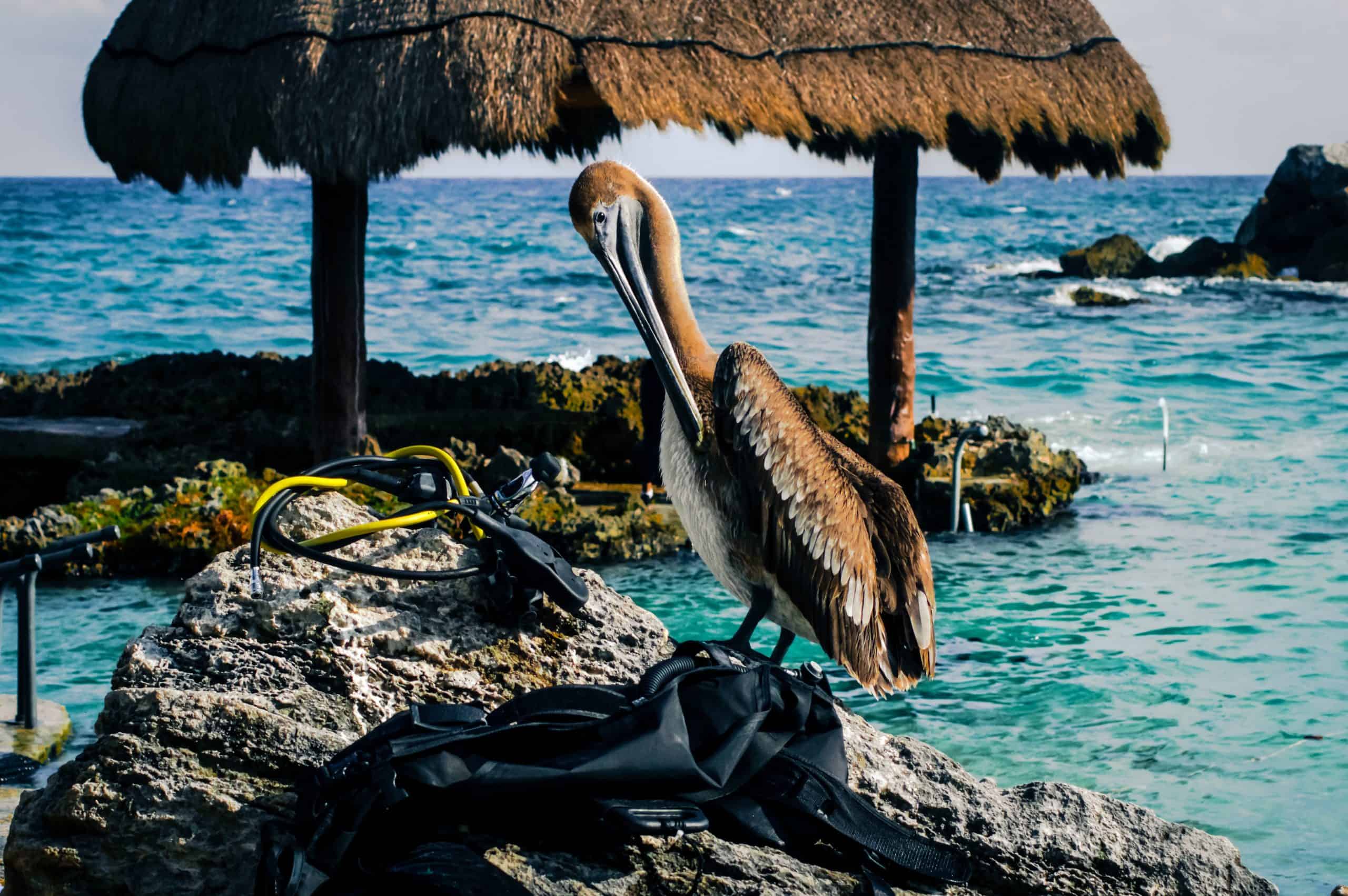 How To Get From Playa del Carmen To Chetumal By Bus - All Possible Ways, cheapest way from Playa del Carmen to Chetumal, Playa del Carmen To Chetumal, ado bus from Playa del Carmen To Chetumal, AU Autobuses unidos bus from Playa del Carmen To Chetumal, Mayab bus from Playa del Carmen to Chetumal, shared van from Playa del Carmen To Chetumal, Colectivo from Playa del Carmen To Chetumal, Uber from Playa del Carmen To Chetumal, taxi from Playa del Carmen To Chetumal