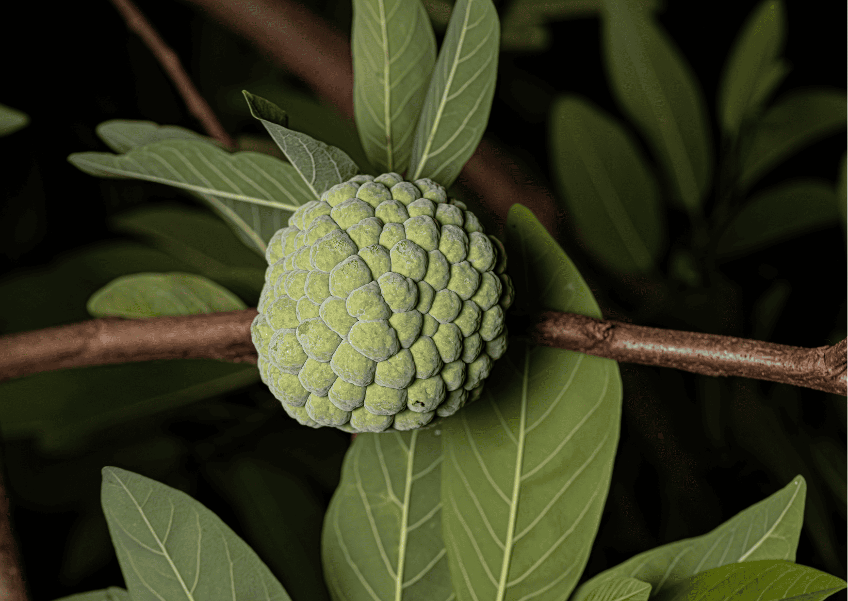Fruits in Dominican Republic - Traditional and Exotic Fruits in Dominican Republic You Can't Miss 10 Exotic Fruits in Dominican Republic Sweetsop Anon