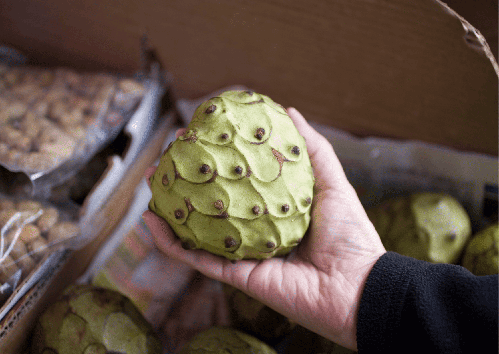 Fruits in Dominican Republic - Traditional and Exotic Fruits in Dominican Republic You Can't Miss 12 Fruits in Dominican Republic Cherimoya