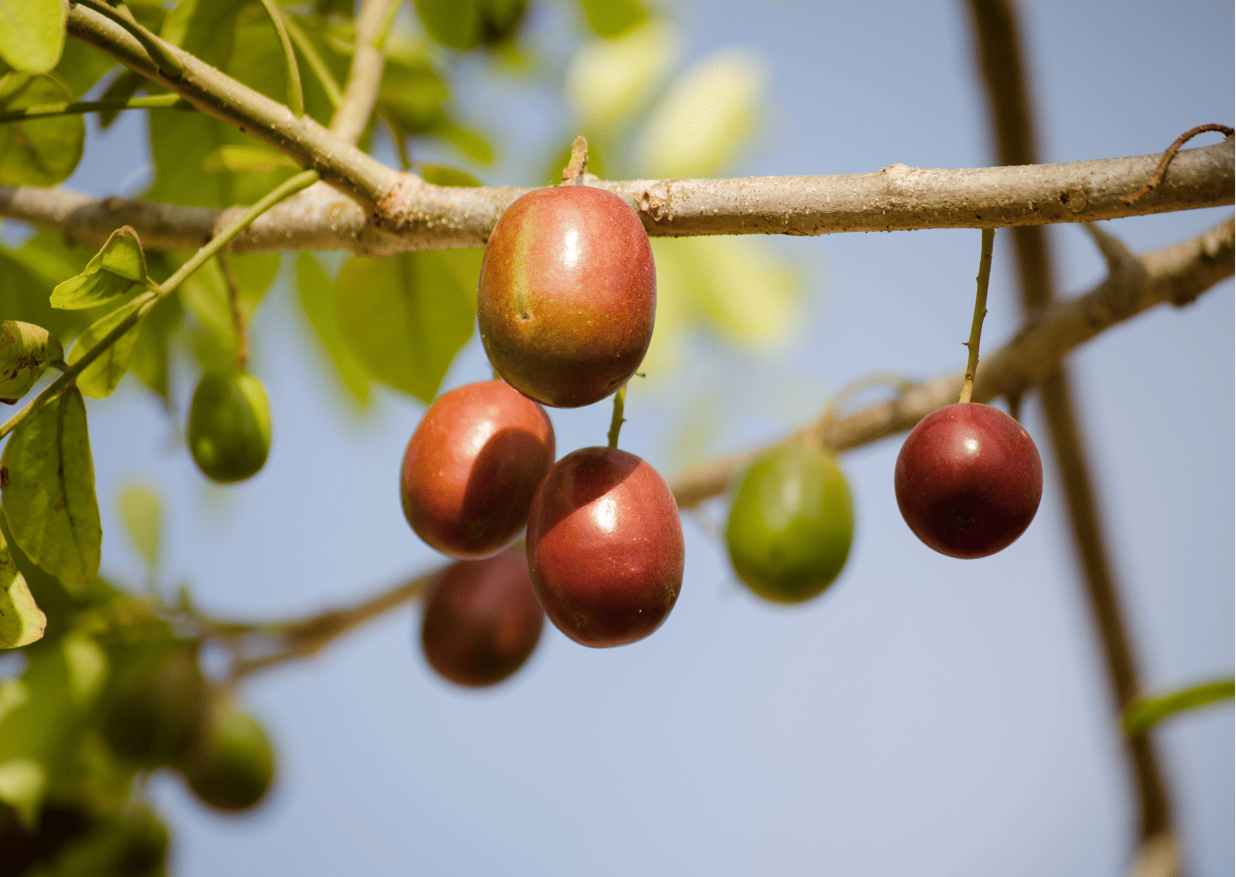 Exotic El Salvador Fruits - 30 Fruits in El Salvador to Try