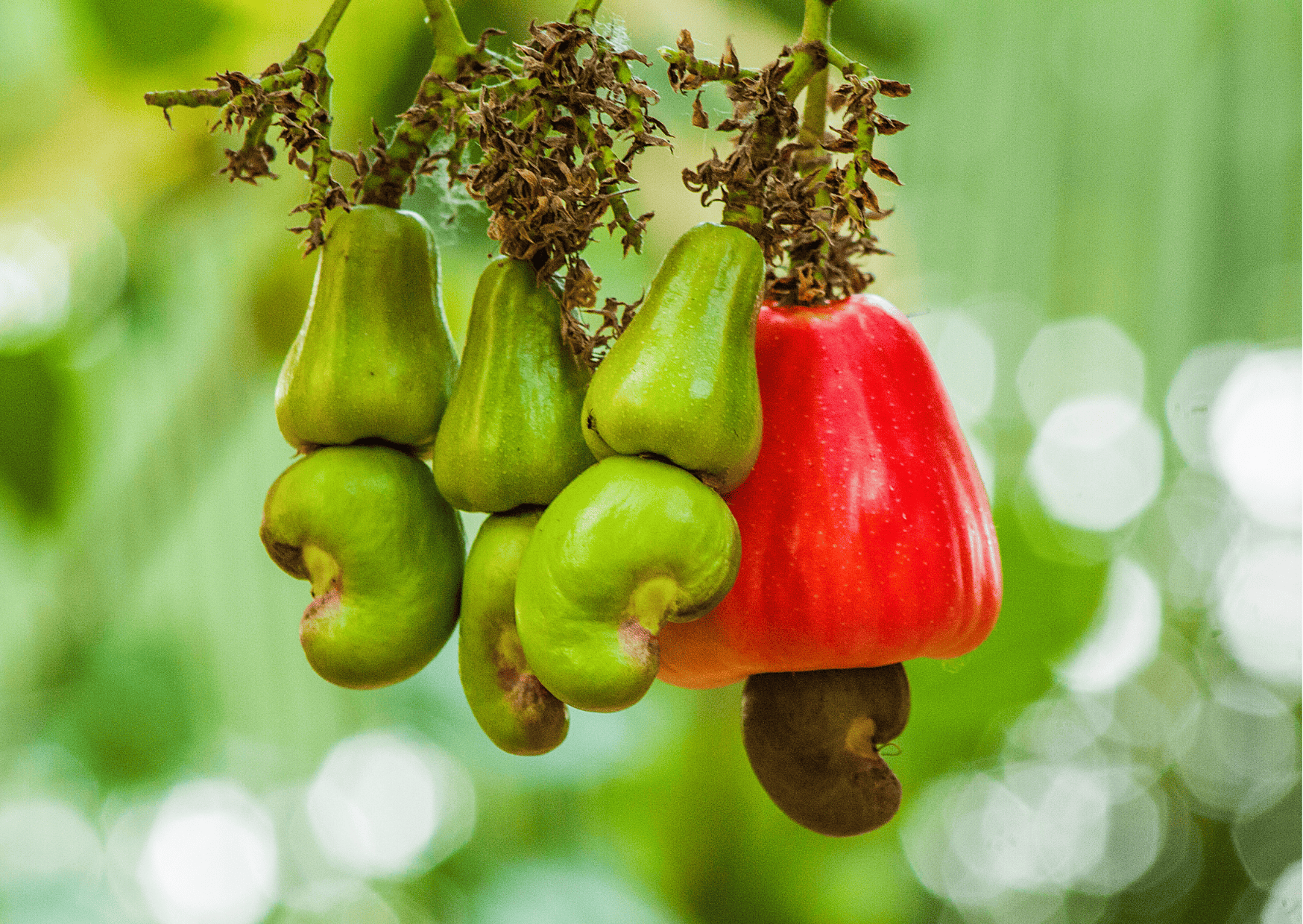 Nicaragua Fruits - 20 Exotic Nicaraguan Fruits and What Fruits in Nicaragua to Never Miss 12 Nicaragua Fruits – 20 Exotic Nicaraguan Fruits and What Fruits in Nicaragua to Never Miss