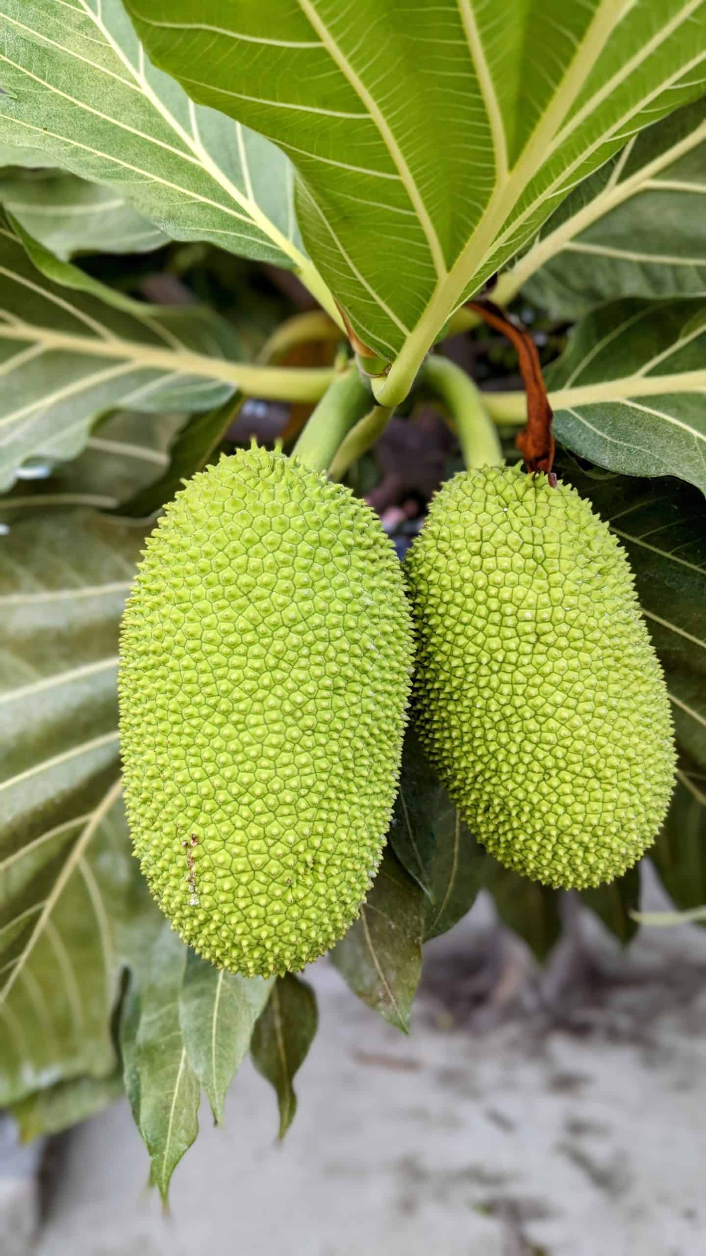 Fruits in Costa Rica - 30 Exotic Costa Rican Fruits You Really Need to Try 6 Fruits in Costa Rica - 30 Exotic Costa Rican Fruits You Really Need to Try