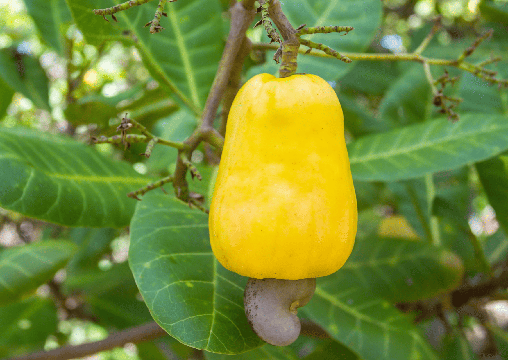 Exotic El Salvador Fruits - 30 Fruits in El Salvador to Try