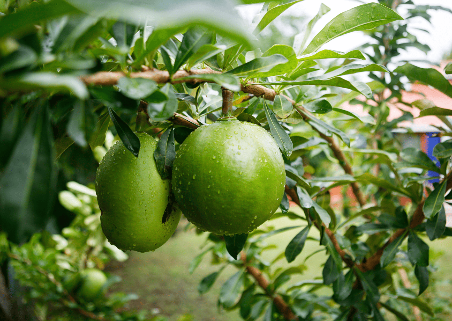 Nicaragua Fruits - 20 Exotic Nicaraguan Fruits and What Fruits in Nicaragua to Never Miss 15 Nicaragua Fruits – 20 Exotic Nicaraguan Fruits and What Fruits in Nicaragua to Never Miss