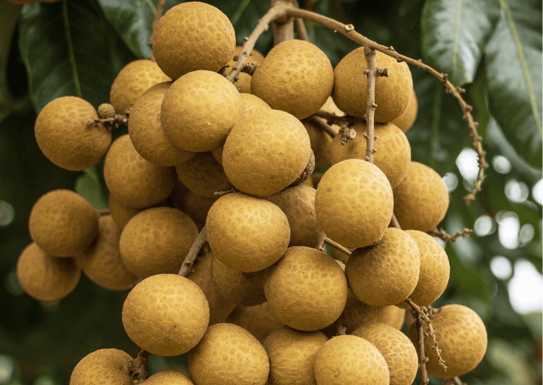 Fruits in Singapore: 25 Tropical Singapore Fruits to Try and Singapore Desserts