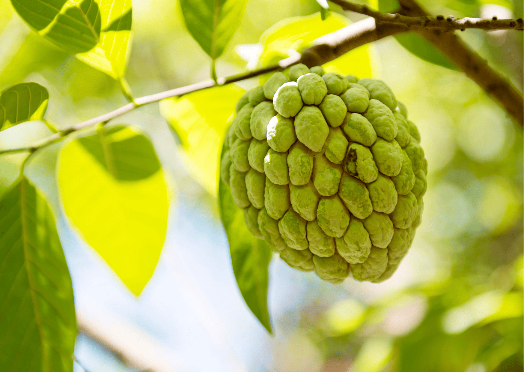 Nicaragua Fruits - 20 Exotic Nicaraguan Fruits and What Fruits in Nicaragua to Never Miss 13 anon - Nicaragua Fruits – 20 Exotic Nicaraguan Fruits and What Fruits in Nicaragua to Never Miss